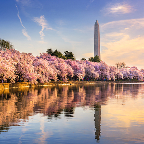 Washington DC in Spring